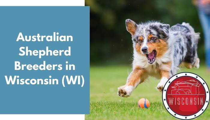 Australian Shepherd Breeders in Wisconsin WI