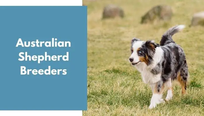 Australian Shepherd Breeders
