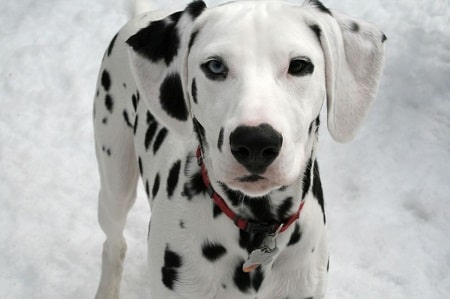 Black-spotted Dalmatian