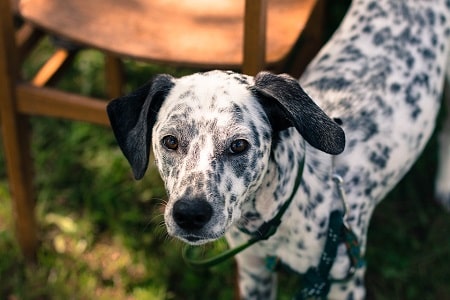 Blue-spotted Dalmatian