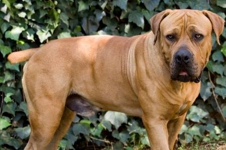 Boerboel Dogs