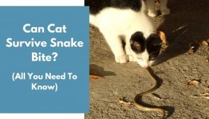 cat bite survive animalfate