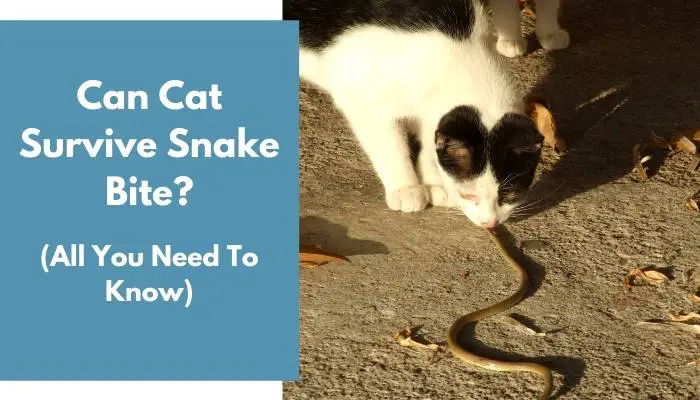 Can Cat Survive Snake Bite