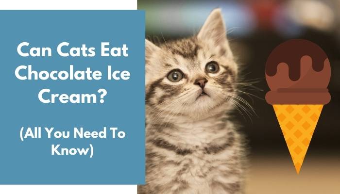 Can Cats Eat Chocolate Ice Cream