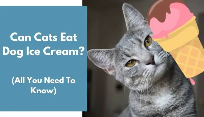 Can Cats Eat Dog Ice Cream