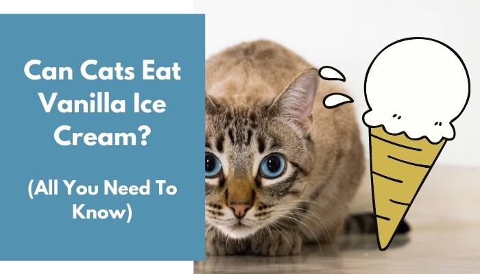 Can Cats Eat Vanilla Ice Cream