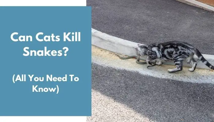 Can Cats Kill Snakes