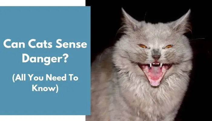 Can Cats Sense Danger