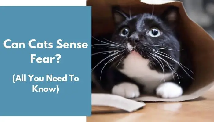 Can Cats Sense Fear