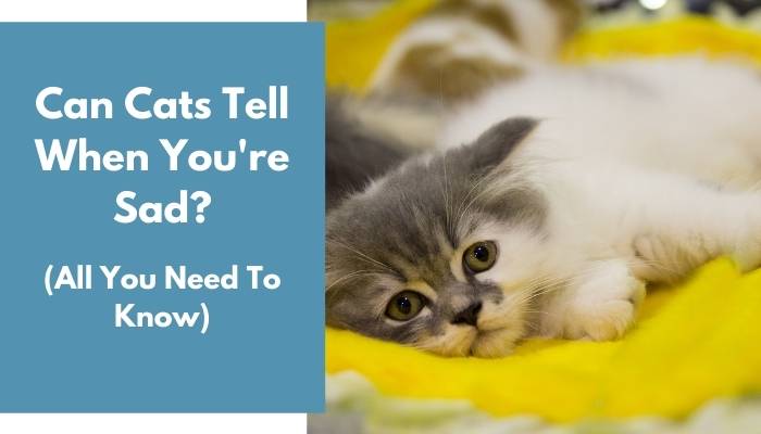 Can Cats Tell When You're Sad