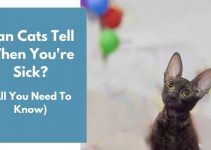 Can Cats Tell When You’re Sick? (All You Need to Know)