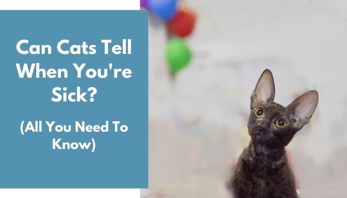 Can Cats Tell When You're Sick