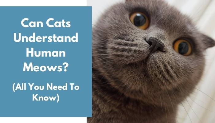 Can Cats Understand Human Meows