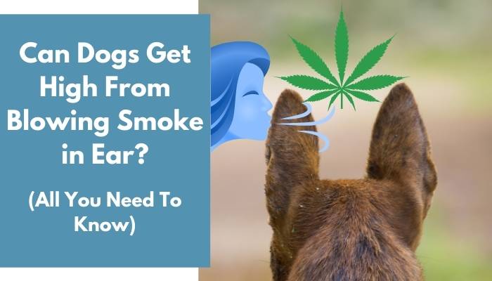 Can Dogs Get High From Blowing Smoke in Ear