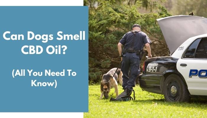 Can Dogs Smell CBD Oil