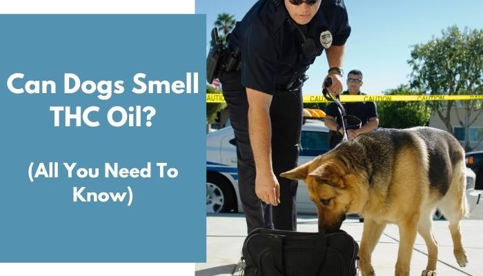 Can Dogs Smell THC Oil