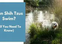 Can Shih Tzus Swim? (All You Need to Know)