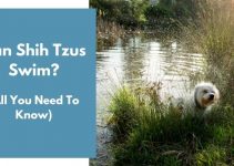 Can Shih Tzus Swim? (All You Need to Know)