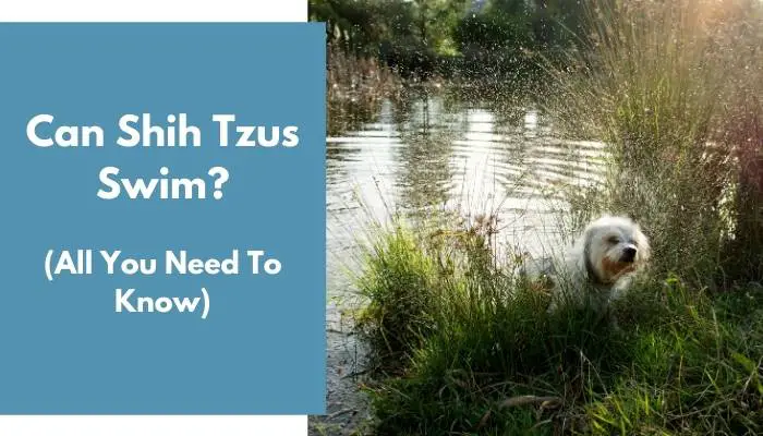 Can Shih Tzus Swim