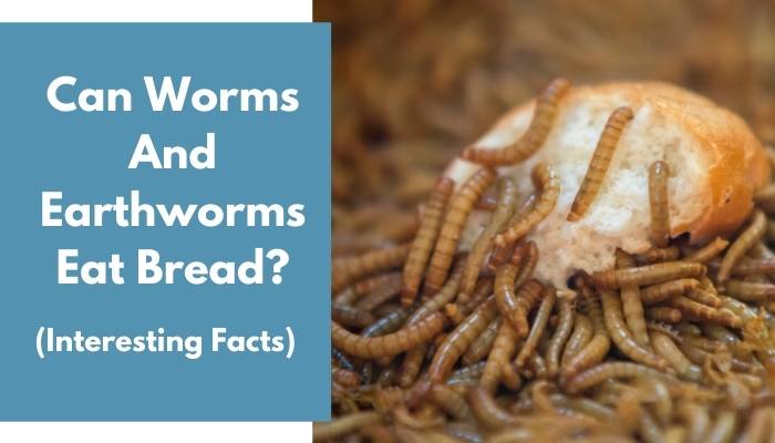 Can Worms And Earthworms Eat Bread