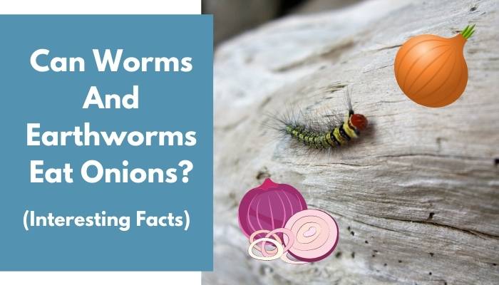Can Worms And Earthworms Eat Onions