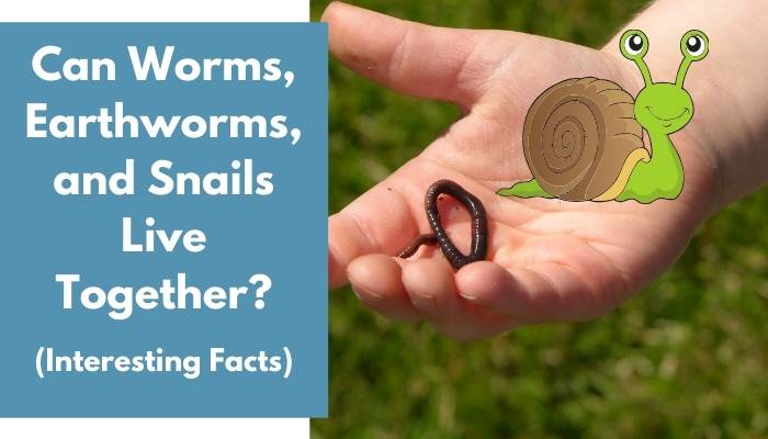 Can Worms, Earthworms, and Snails Live Together