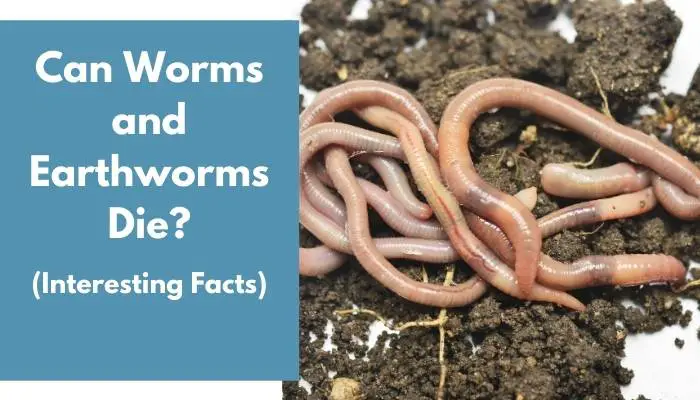 Can Worms and Earthworms Die