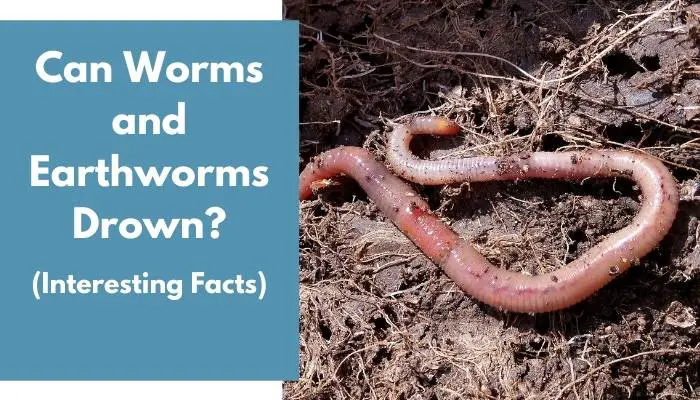 Can Worms and Earthworms Drown