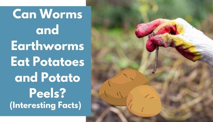 Can Worms and Earthworms Eat Potatoes and Potato Peels