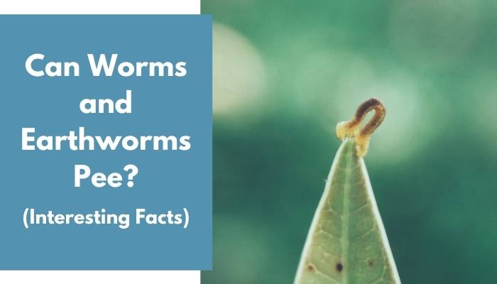 Can Worms and Earthworms Pee