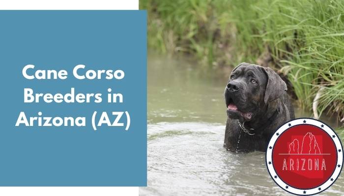 Cane Corso Breeders in Arizona AZ