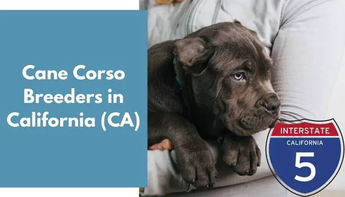 Cane Corso Breeders in California CA