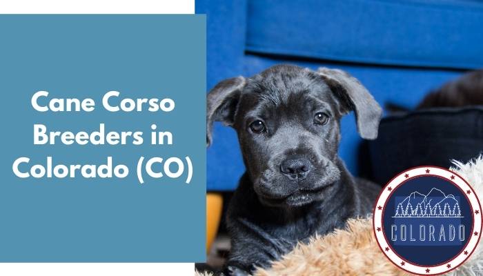 Cane Corso Breeders in Colorado CO