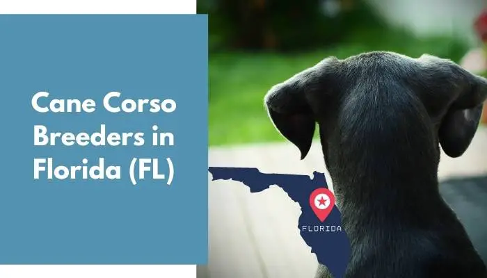 Cane Corso Breeders in Florida FL