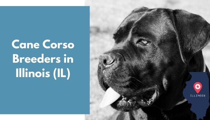 Cane Corso Breeders in Illinois IL