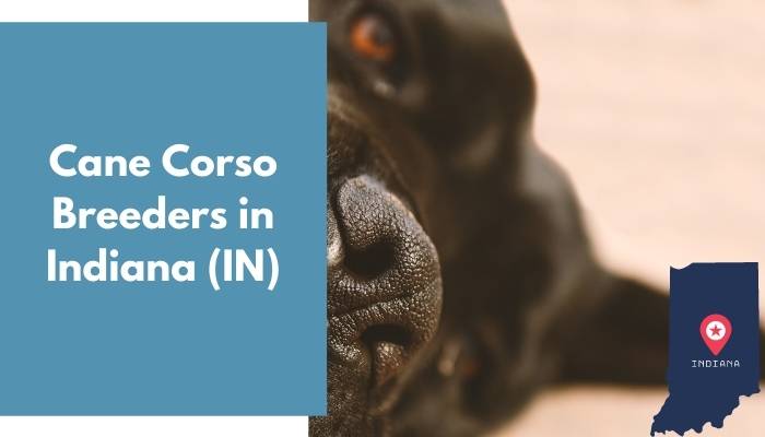Cane Corso Breeders in Indiana IN