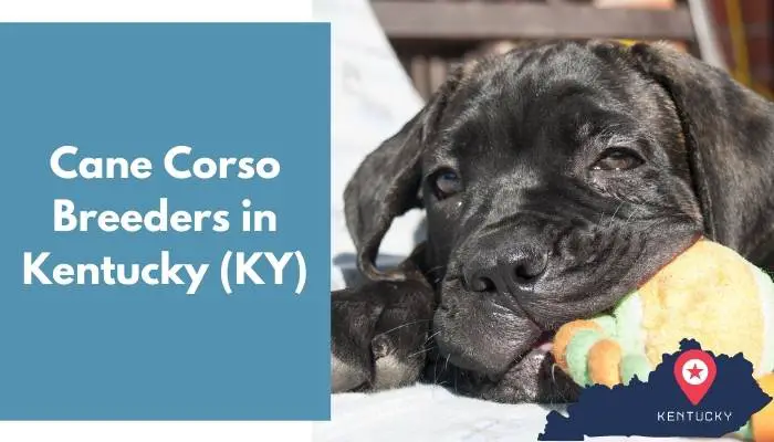 Cane Corso Breeders in Kentucky KY