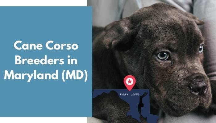 Cane Corso Breeders in Maryland MD