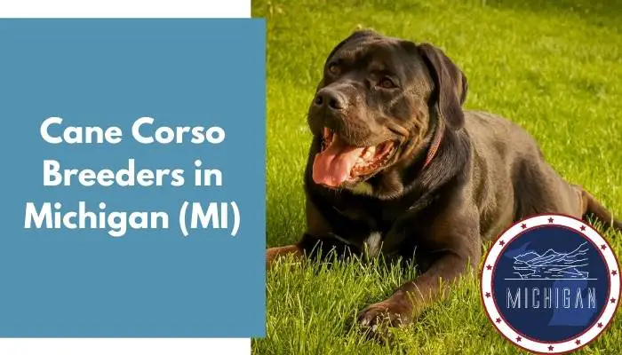 Cane Corso Breeders in Michigan MI