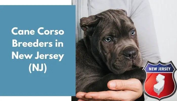 14 Cane Corso Breeders in New Jersey (NJ) - AnimalFate