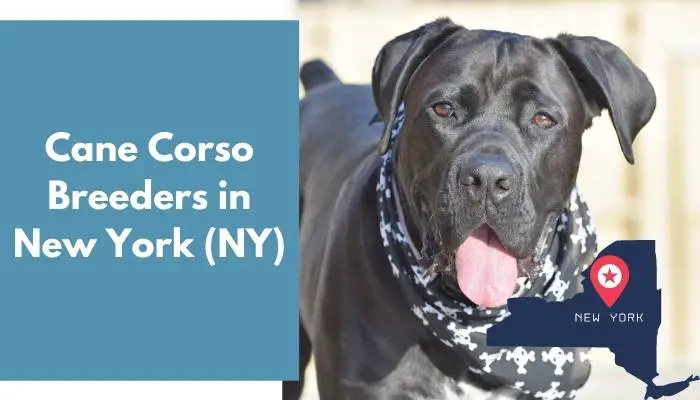 18 Cane Corso Breeders in New York (NY) Cane Corso