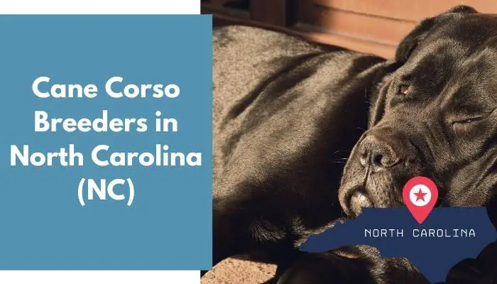 Cane Corso Breeders in North Carolina NC