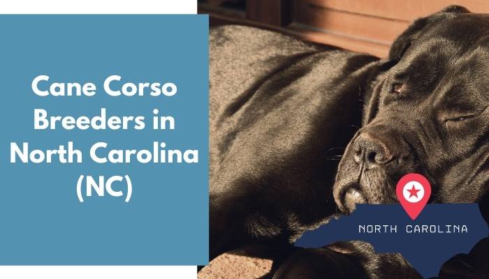 Cane Corso Breeders in North Carolina NC