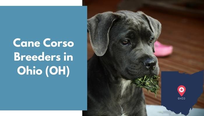 Cane Corso Breeders in Ohio OH