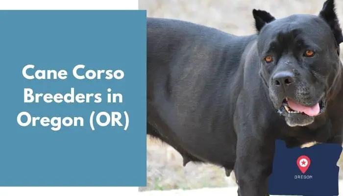Cane Corso Breeders in Oregon OR