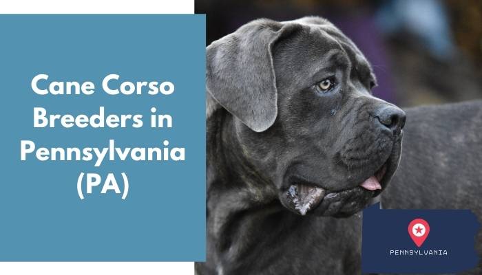 Cane Corso Breeders in Pennsylvania PA