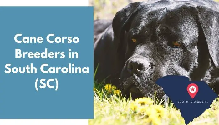 5 Cane Corso Breeders in South Carolina (SC) Cane Corso