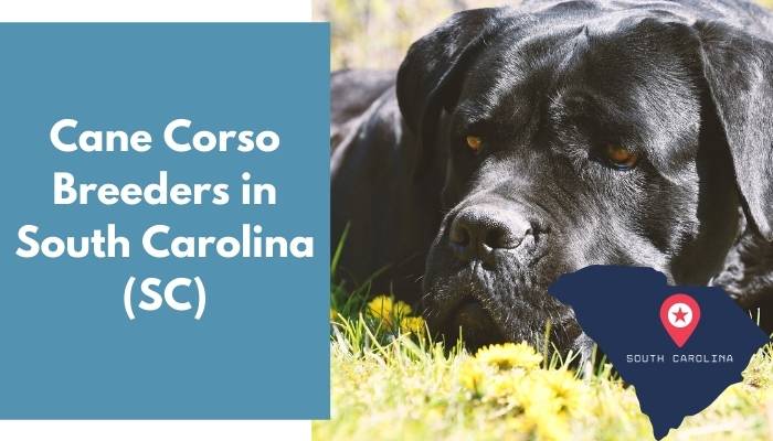 Cane Corso Breeders in South Carolina SC