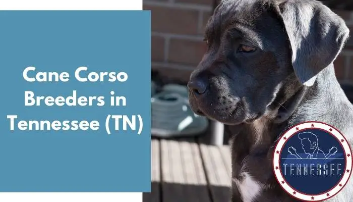 Cane Corso Breeders in Tennessee TN