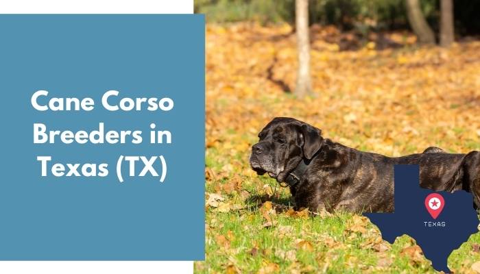 Cane Corso Breeders in Texas TX